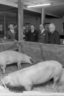 ARH NL Mellin 01-098/0005, Schweinestall, ohne Datum