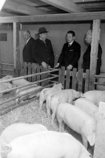 ARH NL Mellin 01-098/0006, Schweinestall, ohne Datum