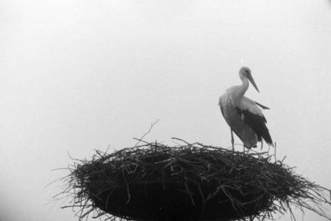 ARH NL Mellin 01-131/0010, Storch im Nest, ohne Datum