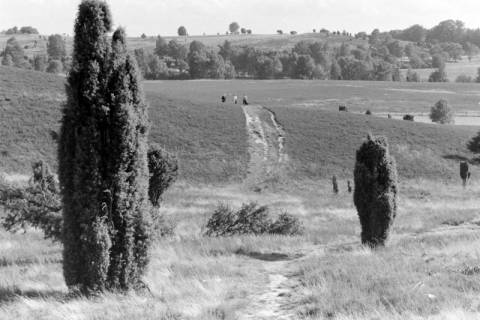 ARH NL Mellin 01-143/0002, Lüneburger Heide?, ohne Datum