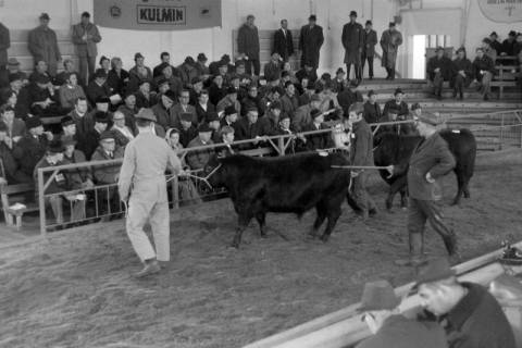ARH NL Mellin 01-163/0009, Vorführen von Rind als Leistungstiere, ohne Datum
