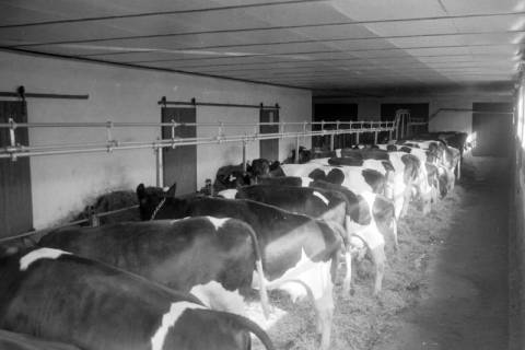 ARH NL Mellin 02-005/0006, Kuhstall, ohne Datum