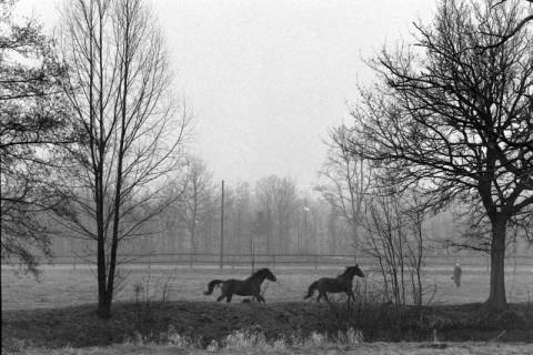 ARH NL Mellin 02-017/0019, Pferde auf einer Weide, ohne Datum