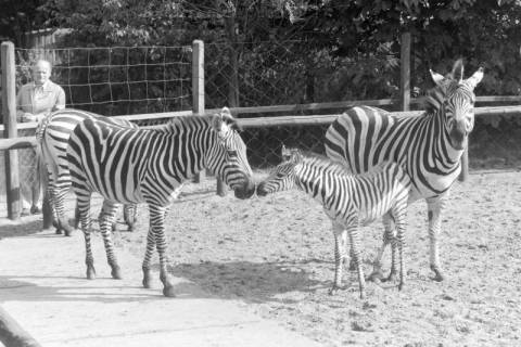 ARH NL Mellin 02-020/0002, Zebras im Zoo, ohne Datum