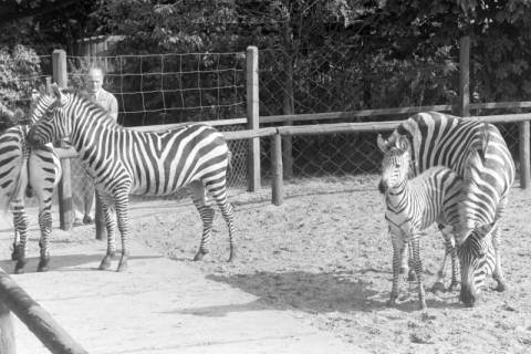 ARH NL Mellin 02-020/0003, Zebras im Zoo, ohne Datum