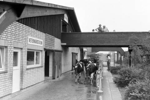 ARH NL Mellin 02-025/0014, Kühe bei einer Veterinärstation, ohne Datum
