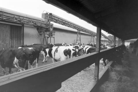 ARH NL Mellin 02-025/0015, Kühe auf einem Bauernhof, ohne Datum