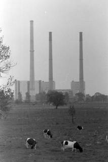 ARH NL Mellin 02-030/0001, Kühe auf einer Wiese vor einem Kraftwerk, ohne Datum