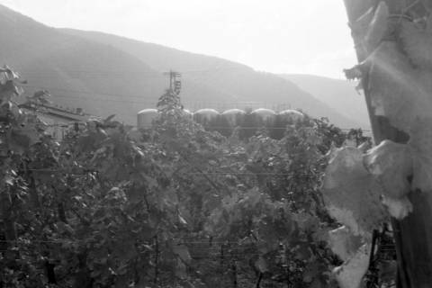 ARH NL Mellin 02-032/0016, Weinfeld an der Mosel, Ernst?, ohne Datum