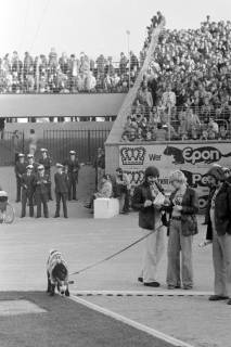 ARH NL Mellin 02-033/0005, Ziege mit T-Shirt des Fanclubs von Hannover 96 im Niedersachsenstadion, Hannover, zwischen 1976/1980