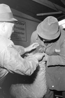 ARH NL Mellin 02-035/0001, Betrachtung eines Schafes, ohne Datum