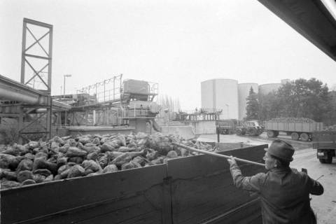ARH NL Mellin 02-058/0002, Blick über einen mit Zuckerrüben gefüllten Wagen auf das Gelände einer Zuckerfabrik, ohne Datum