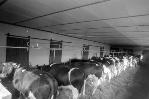 ARH NL Mellin 02-066/0002, Kühe in einem Stall, ohne Datum