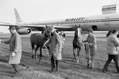 ARH NL Mellin 02-077/0017, Männer führen zwei Pferde vor einem Flugzeug (Typ "Douglas DC-8") der Frachtfluggesellschaft "Airlift International" vorbei, zwischen 1963/1981