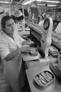 ARH NL Mellin 02-078/0001, Arbeiterinnen beim Füllen von Fischkonserven, ohne Datum