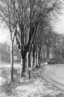 ARH NL Mellin 02-095/0005, Blick auf die Bäume am Straßenrand im leichten Schnee, ohne Datum