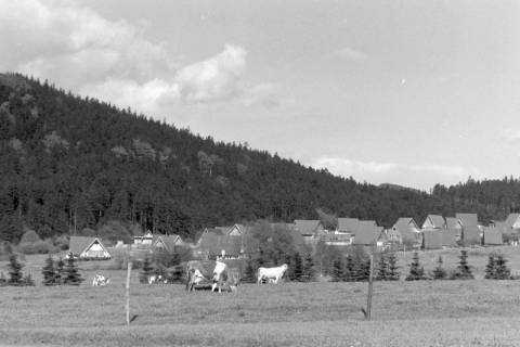 ARH NL Mellin 02-103/0001, Blick über einer Kuhweide auf eine im Tal liegende Wohnsiedlung, um 1970