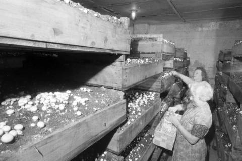ARH NL Mellin 02-118/0006, Zwei Arbeiterinnen bei der Ernte in einer Pilzfarm, um 1975