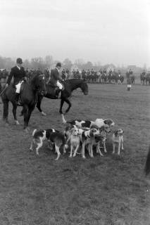 ARH NL Mellin 02-131/0002, Berittene Jagdgesellschaft mit Hundemeute (Beagle) auf einer Wiese versammelt, um 1975