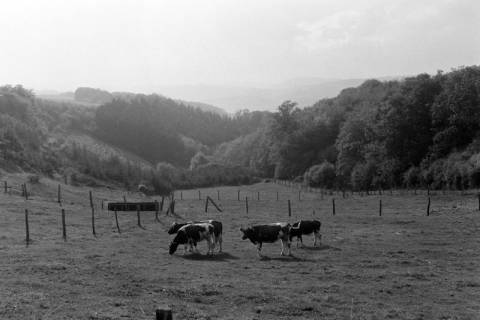 ARH NL Mellin 02-140/0003, Kühe auf einer Weide, um 1975