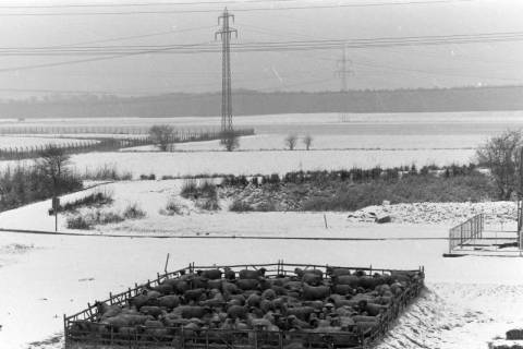 ARH NL Mellin 02-154/0018, Blick über eine eingezäunte Schafherde auf die dahinterliegenden Felder, um 1975