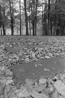 ARH NL Mellin 02-159/0003, Trittsteine in einem Wald, um 1975