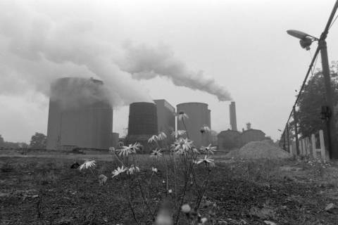 ARH NL Mellin 02-159/0005, Blick über Blumen auf ein Kraftwerk, um 1975