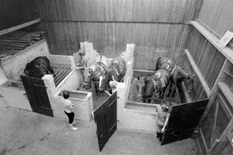 ARH NL Mellin 02-164/0017, Blick von oben auf Pferdeboxen in einem Stall, um 1975