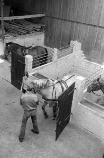 ARH NL Mellin 02-164/0018, Blick von oben auf Pferdeboxen in einem Stall, um 1975
