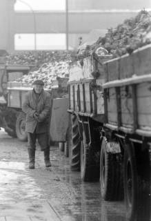 ARH NL Mellin 02-166/0002, Mehrere mit Zuckerrüben gefüllte Anhänger, um 1975