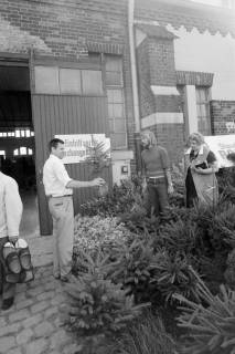 ARH NL Mellin 02-168/0009, Pflanzenverkauf, um 1975