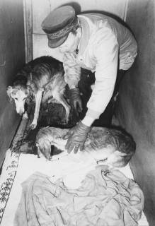 ARH Slg. Bartling 393, August Bolz mit zwei ausgemergelten Hunden in einer Transportbox, um 1974