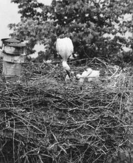 ARH Slg. Bartling 577, Storch bei der Fütterung der Jungen im Nest, um 1970