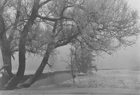 ARH Slg. Bartling 985, Verschneite Uferpartie An der Kleinen Leine, im Vordergrund ein in die Breite gewachsener Baum, Neustadt a. Rbge., vor 1975