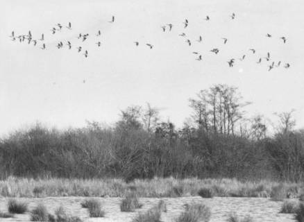 ARH Slg. Bartling 1120, Meerbruch im Spätherbst vom Wasser aus gesehen, Überflug eines Vogelschwarms, Steinhuder Meer, um 1980