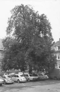 ARH Slg. Bartling 1551, Schlosshof, Mitte, Kastanie im Sommer mit parkenden Autos, Blick nach Südosten, Neustadt a. Rbge., um 1973