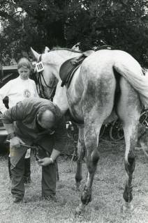 ARH Slg. Bartling 2201, Hufbeschlag des Vorderbeins einer Schimmelstute, 1974