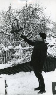 ARH Slg. Bartling 2484, Jagdpächter Dr. med. dent. Henning Gode gestiefelt und gespornt im winterlichen Garten im hohen Schnee stehend mit einem Bussard beim Abflug von der ausgestreckten Hand, Kreisjägerschaft, Neustadt a. Rbge., 1970