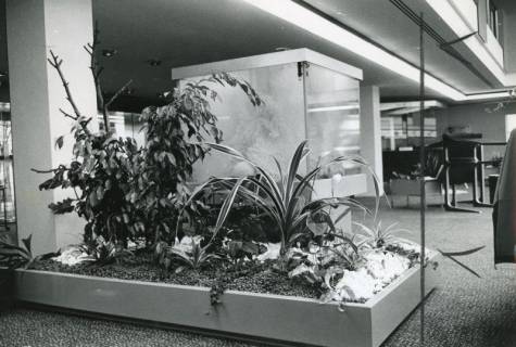ARH Slg. Bartling 2705, Neubau der Kreissparkasse an der Marktstraße, Innenansicht, Blick über ein Pflanzbeet auf eine Vitrine im Schalterraum, Neustadt a. Rbge., 1973
