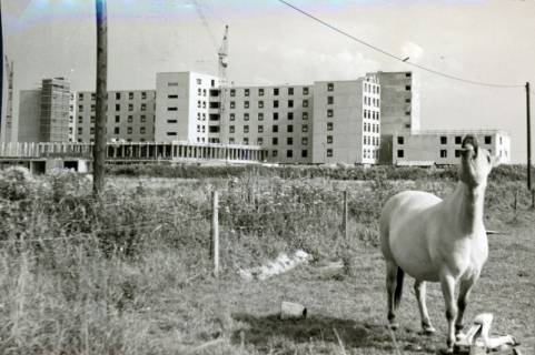ARH Slg. Bartling 3137, Kreiskrankenhaus (später: KRH Klinikum Neustadt a. Rbge.), Lindenstraße 75, Neubau: Ansicht des im Rohbau fertigen Bettenhauses mit dem im Bau befindlichen Verwaltungstrakt von Nordwesten, Neustadt a. Rbge., 1971