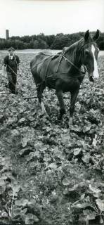 ARH Slg. Bartling 3575, Bauer bei der Feldarbeit mit einer vom Pferd gezogenen Egge zwischen den Reihen von Hackfrüchten in der Gemarkung, Helstorf, um 1970
