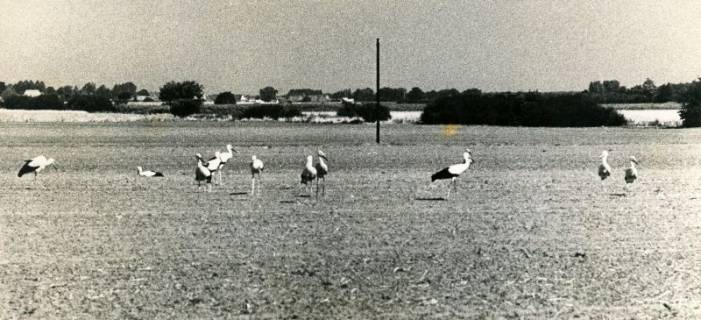 ARH Slg. Bartling 3624, Versammlung von elf Störchen in der Leinemasch vor dem Abflug nach Süden, Neustadt a. Rbge., 1974