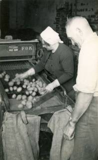 ARH Slg. Bartling 4098, Bauer und Bäuerin beim Verlesen und Abfüllen von Kartoffeln in Jutesäcke auf dem Hof Habermann, Eilvese, 1969
