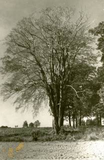 ARH Slg. Bartling 4174, Buchenhain im Frühjahr, Hagen, um 1975