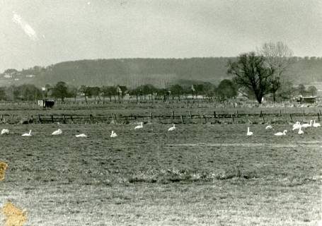 ARH Slg. Bartling 4537, Ein Schwarm Schwäne auf den Meerbruchwiesen, im Hintergrund der Bergrücken der Rehburger Berge, links das Matteschlösschen, Mardorf, um 1980