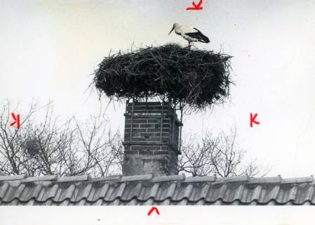 ARH Slg. Bartling 4998, Storch auf seinem Nest, das auf dem Schornstein eines Wohnhauses gebaut wurde, Wulfelade, um 1975