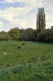 ARH Slg. Bürgerbüro 174, Esel und Pferd grasend auf einer Wiese in der Ohemasch , Ricklingen, 1997