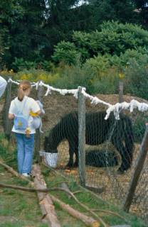 ARH Slg. Bürgerbüro 267, Pony im Stadtteilbauernhof, Sahlkamp, 2000