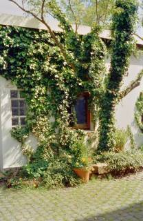 ARH Slg. Bürgerbüro 363, Bewachsene Hausfassade, Hannover, 1998