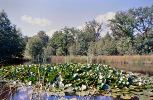 ARH Slg. Bürgerbüro 773, Seerosen in einem Gewässer, Herrenhausen-Stöcken, 2004